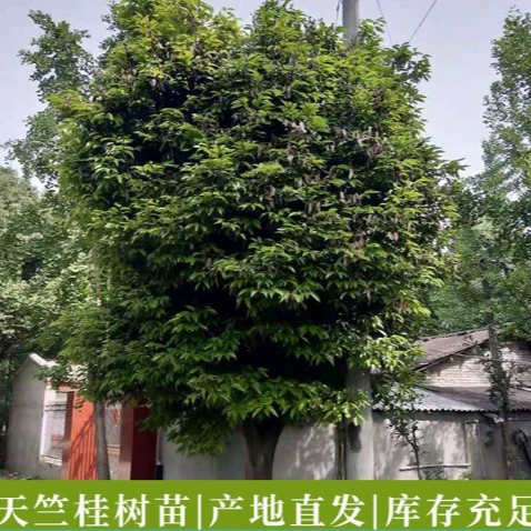 Происхождение прямых волос Тяньчжу Гуй 8-12 см Тяньчжу Гуй изгородь Инь ароматное дерево двор вилла общественный парк озеленение саженцев