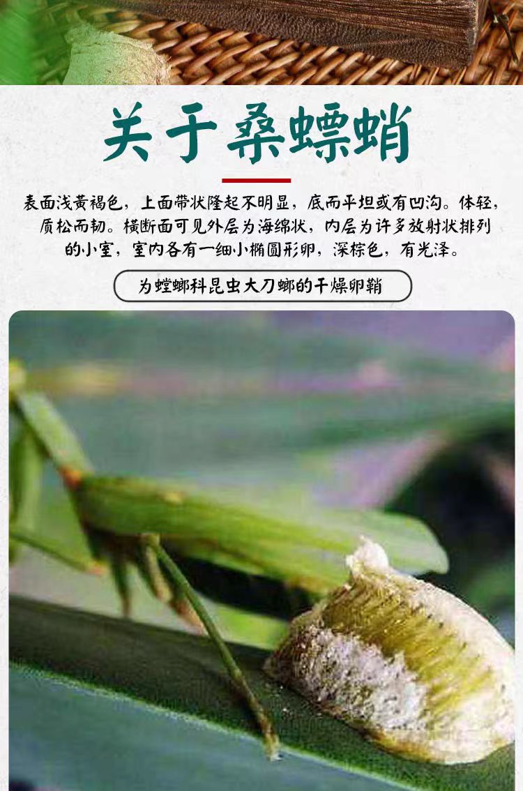 Sang Piao Xiao (Mantidis Ootheca) — Dried Wild Mantis Egg-Case Herb, 500g overview