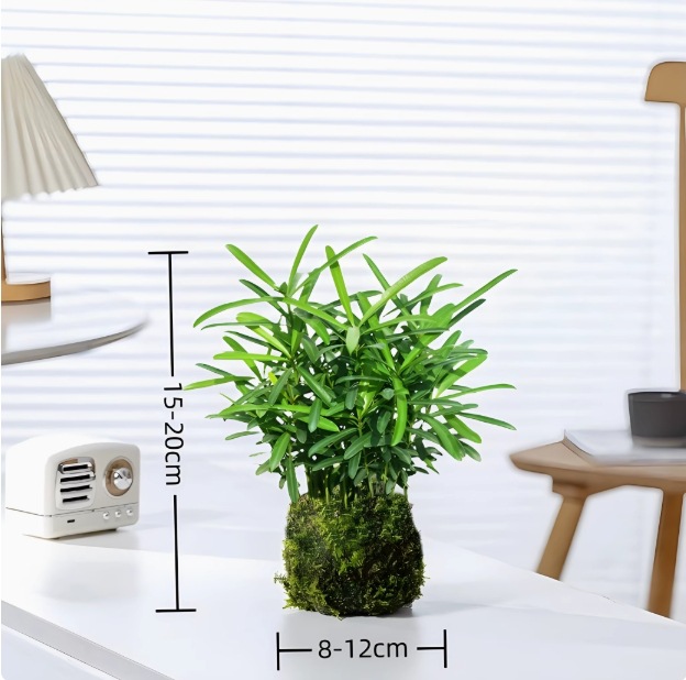 Musgo bola de junio nieve bonsai planta hidropónica acantilado modelado mini micro paisaje plantación verde de mesa interior pequeña maceta image 17