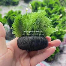 �G�����������������ˮ��һ���׃���ˮ�|Ʒ�羳�S��ֱ�Nֱ�l���S