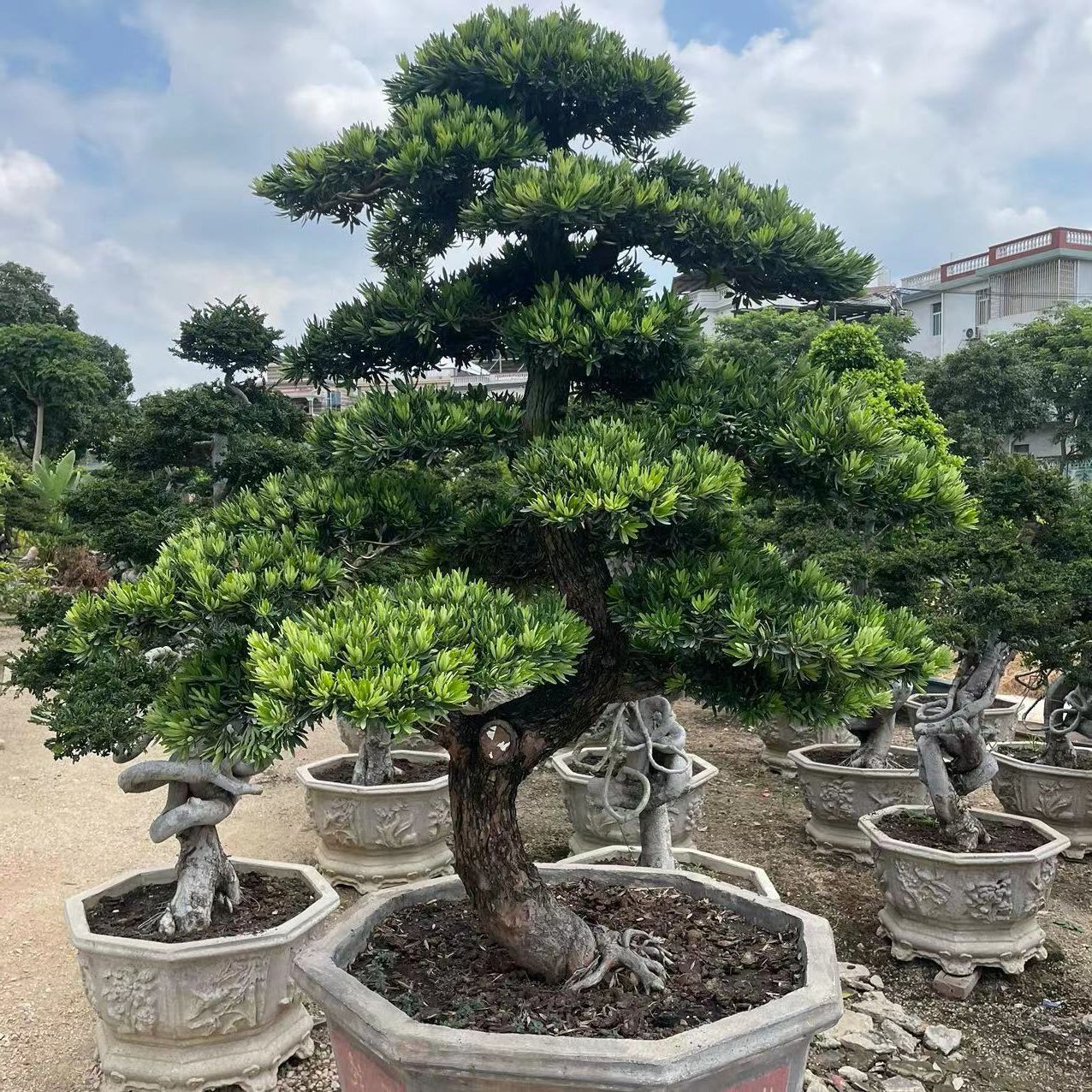 真罗汉松大树迎客松庭院风景树造型树别墅日本罗汉松矮桩松树盆景-阿里巴巴