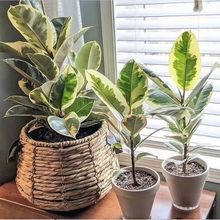 ���~��Ƥ�仨�����Gֲ�����ļ�������B�����·��Gֲ�k���ҾӼ�