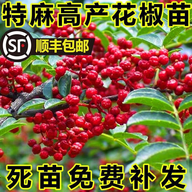 Sichuan peppercorn seedlings, including the “Dahongpao” variety, are suitable for both potted and ground planting. They are thornless, high-yielding, and produce fruit in the same year Sichuan peppercorn seedlings, including the “Dahongpao” variety, are suitable for both potted and ground planting. They are thornless, high-yielding, and produce fruit in the same year