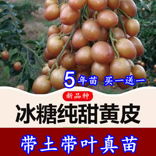 ��Ʒ�N����o�˴�������SƤ���ͥԺ�Ϸ��Nֲ�u���SƤ�����玧��