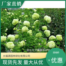 【基地批发】欧洲木绣球  价格优惠  规格齐全  量多价优