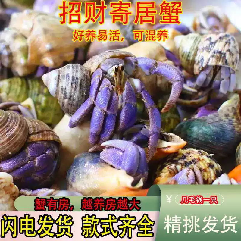 易养小豆丁宠物新手宠观赏蟹缸懒人蟹淡水爬