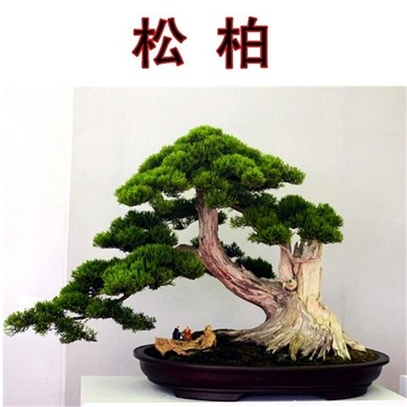 花种子四季植物种子观赏盆景树种室内盆栽绿植办公室阳台花卉种植