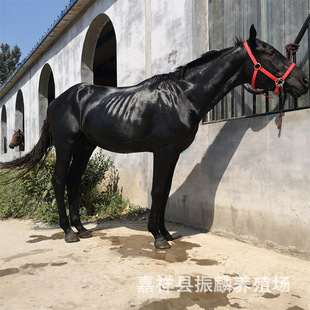 �Bֳ��������Ѫ�R��Ѫ�R�ɹ��R ��Ѫ�R�r�� �T���R ���R����