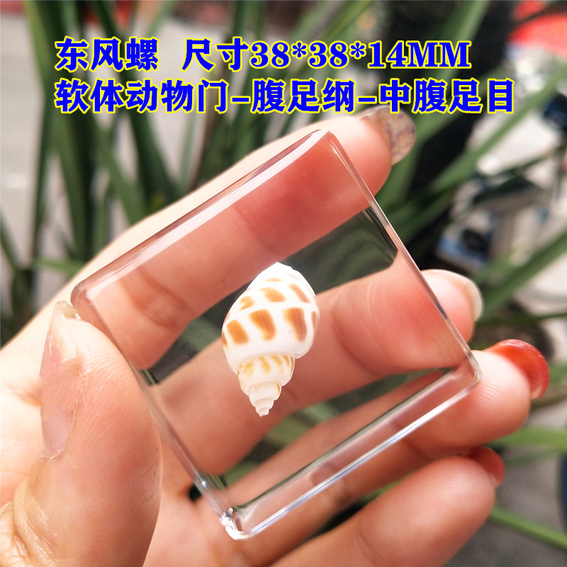 노란 동풍 달팽이