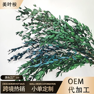 美叶桉永生花 细叶尤加利叶 花艺配草DIY材料 保鲜桉树叶插花装饰