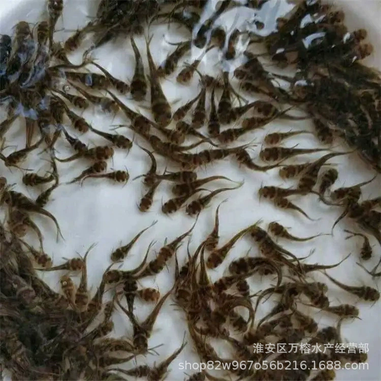 Оптовая продажа жареной рыбы с желтым костным мясом, жареной рыбы с желтым костным мясом из пресноводной культуры, живой жареной рыбы с желтым костным мясом