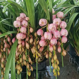 ����ֱ���������ܴ�ޥ�m���mϵ���S��q�´�t�۸���ϲ�cֲ��