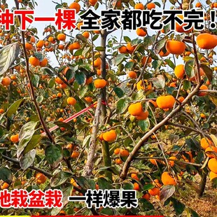 ��S�o�Ѵ������Ә����ˮ�������Ә��������ͥԺ�Nֲ�ϱ����Nֲ