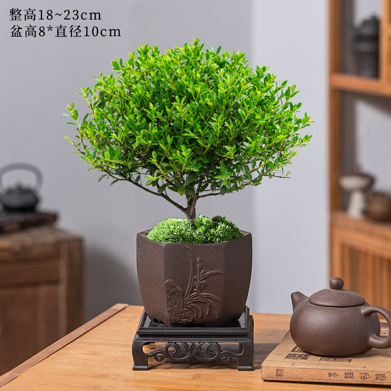 고급 작은잎 피니큘라 + 난초 보라색 모래 화분 + 수지 사각 트레이 + 비료 [무료 이끼]