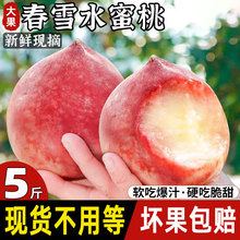 正宗春雪水蜜桃河北唐山新鲜应季水果现摘5斤软硬吃脆甜现货时令