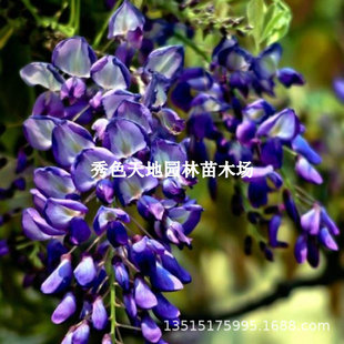 Wisteria Seedlings Multi-Flower Wisteria Flower Saplings Wholesale Flower Seedlings Red Maple Climbing Vine Plant Wall Potted Purple Wisteria