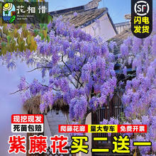 ���ٻ������ٱ�ֲ��໨�S�������}�����̨�_������ͥԺ�Ϙ��ͺ�