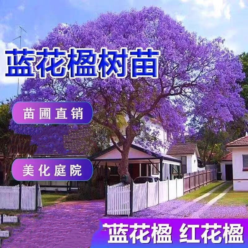 Cold-Resistant Jacaranda Saplings, Precious Saplings, Rare and Valuable Trees, Ornamental Trees, Phoenix Trees, Red Jacaranda Trees, Courtyard Saplings