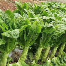 四季莴笋种子青皮绿肉香莴笋种子高产耐热耐寒春秋冬播蔬菜种籽