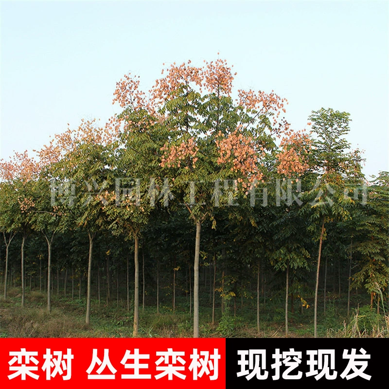 Саженцы дерева Луо, ландшафтные деревья во дворе дерева Хуаншань Луо, посадка на юге и севере, саженцы для озеленения садоводческих инженерных сооружений, дерево Пекин Луо