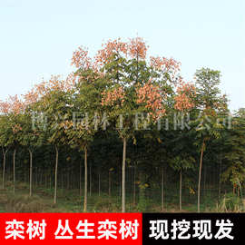 栾树苗黄山栾树庭院风景树南方北方种植园林工程绿化树苗北京栾树