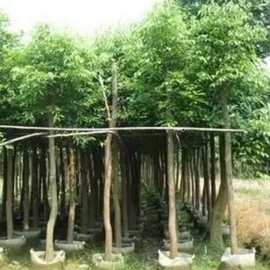 深圳园林景观预算阴香树袋苗 基地直销 产地批发市政工程园林绿化