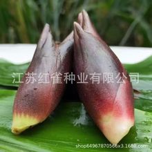 洋河姜种子根洋荷种苗洋火姜种农家种植简单阳台蔬菜种子洋荷苗