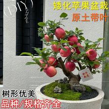 苹果盆栽地栽室内外南北方种植矮化冰糖心红富士阳台树苗当年结果