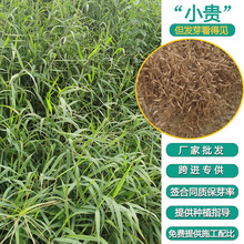 �ļ����у��|�G���ݷN�Ӽ�����Ϸ�ɳ�������۲ݲ�ƺ�N�ӱ��C�lѿ