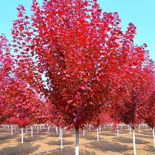 American Red Maple Saplings, Large Cold-Resistant Colorful Leaf Landscape Trees for Villa Courtyards and Walkways, Red Dot Red Crown Autumn Flame Red Maple