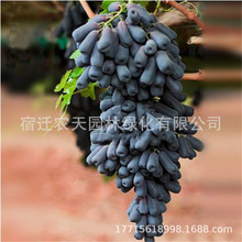 ���ј����{��ʯ��������ꖹ�õ���ϱ����Nֲ�ĺ������箔��Y����