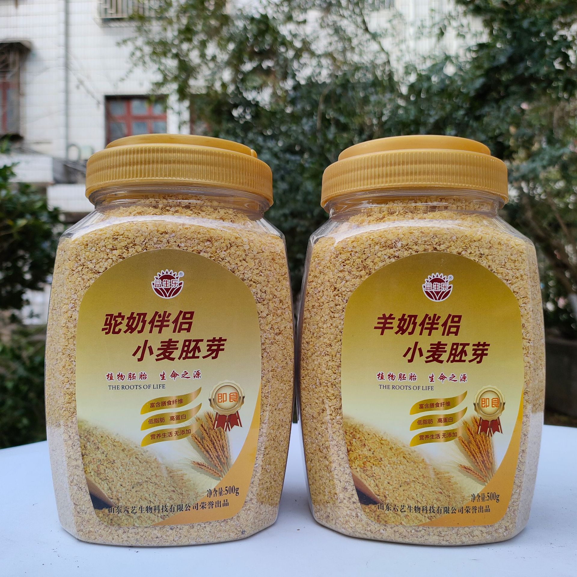 厂家批发即食羊奶小麦胚芽代餐粉500g瓶装 驼奶伴侣小麦胚芽粉