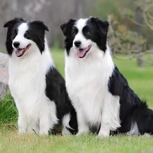 批发边境牧羊犬幼犬活体狗狗小狗宠物狗狗边牧狗中型犬宠物犬幼崽