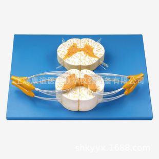 Kay/A18103 Spinal Cord and Spinal Nerve Branch Magnification Model Nervous System Anatomy Model
