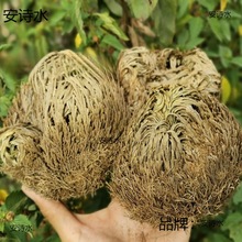 九死还魂草卷柏不死草 还魂草 见水还阳草 盆栽绿植室内植物 1棵