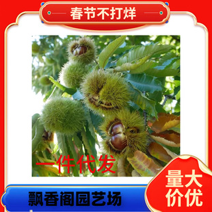 һ�����l̩ɽ�t����������޽Ӵ�t��ɽ�����F�����ϱ����Nֲ��