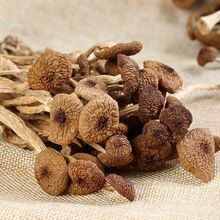 古田茶树菇农家特产干货不开伞茶树菇无硫今年新货250g袋装批发