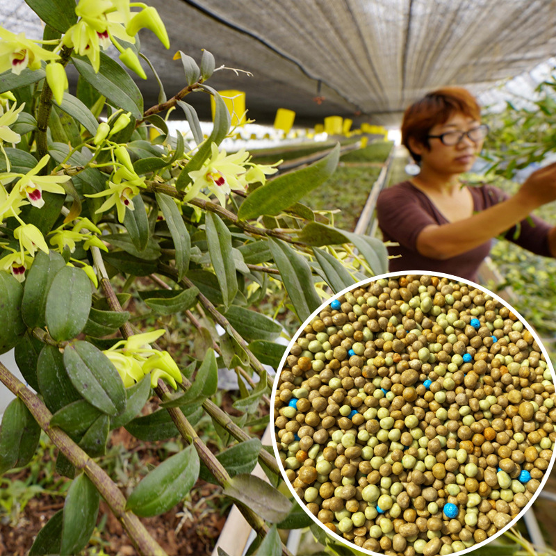 普兰西石斛肥料霍山紫皮铁皮石斛控释肥复合肥国产缓释肥8-9进口