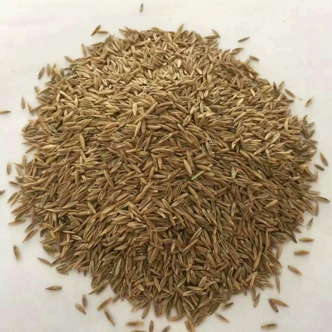 Семена газонной травы для зеленого покрытия, круглогодичные, для защиты склонов, семена травы «собачий зуб», семена травы «гном», семена травы «манлийская ржевка»