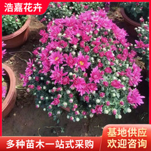 ���c���r������ ���c���U�^�p�ջ���·�G�����Ի����޸��ջ�����