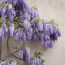 ���ٻ����������ļ���Ԯ�������پGֲ��e��ͥԺ�̨�����}������