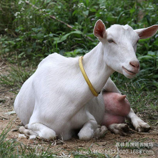 �V�|��ɽ��r�� ɯ����ɽ���Bֳ�� �P����ɽ���_����ɽ�����ĸ��