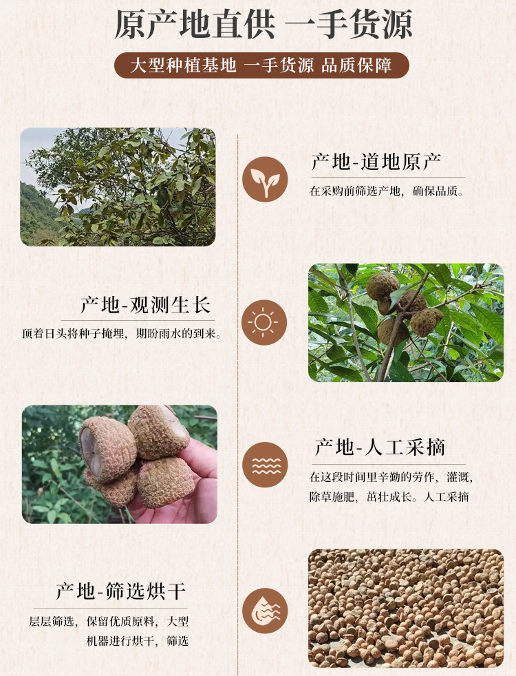Feng Liu Guo Dried Whole Fruit 500g Wild-Harvested Style Herbal Ingredient for Traditional Infusions and Decoctions quality and texture
