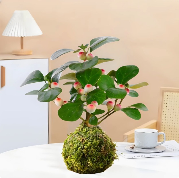 Musgo bola de junio nieve bonsai planta hidropónica acantilado modelado mini micro paisaje plantación verde de mesa interior pequeña maceta image 14