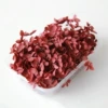 Vintage retro hydrangea (dark red) FQ2208034 (5G one box)