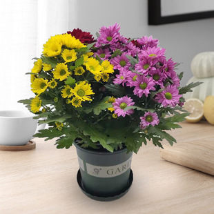 �ļ����m�ն��^��ǧ�^�����Ծջ����B�׻��҃��ֲ̨�ﻨ����Gֲ