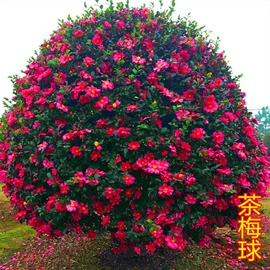 盆栽;月季蔷薇植物;乔木