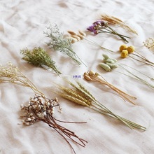 ��Ȼ�L��ֲ�ﻨ��ɢ�b�ֹ����ϻ��h�YƷ���b�ɻ�С����ɭϵ�L