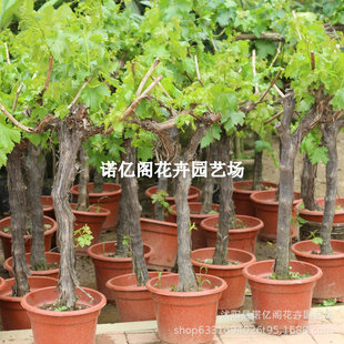 ������ј��m���Ե������Ѵ������ٹ����ϱ����Nֲ�{��ʯ����Y��