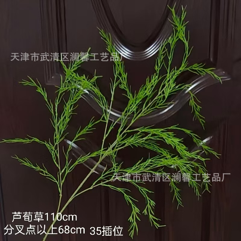 오리지널 컬러 알팔파